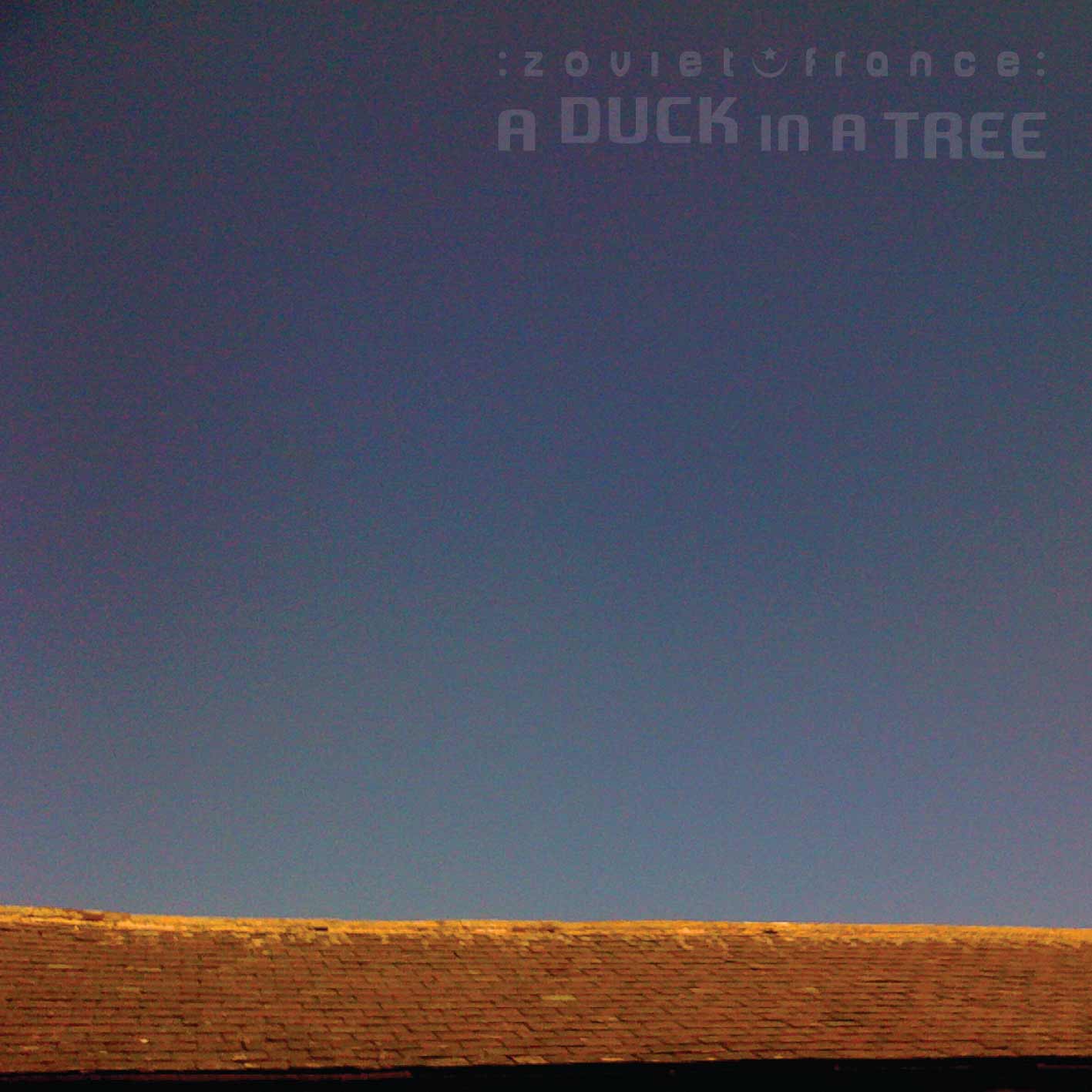 A Duck in a Tree 2015-01-24 | Lit by the Light