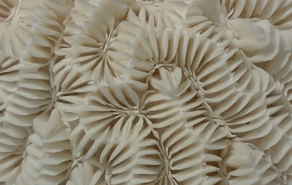Description of Maze Coral