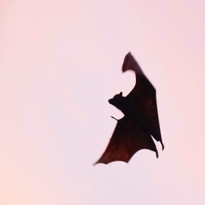 What makes bats fly