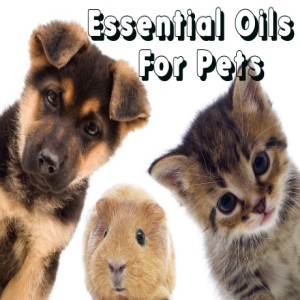 Episode 42: Essential Oils and Pets - Can I Use Them?