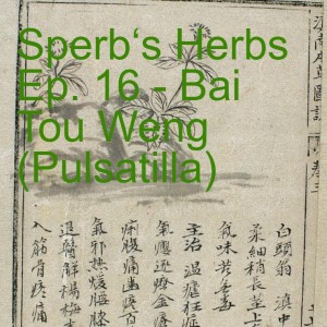 Sperb‘s Herbs Ep. 16 - Bai Tou Weng (Pulsatilla)