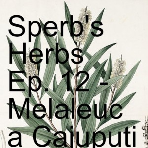 Sperb's Herbs Ep. 12 - Melaleuca Cajuputi (Paperbark)