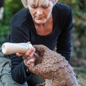 The pangolin is referred to as the most trafficked mammal in the world. Lisa Hywood, founded the Tikki Hywood Foundation in response to their near extinction.