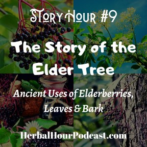 The Story of the Elder Tree: Ancient Uses of Elder Berries, Leaves & Bark