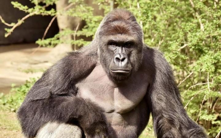 Full of Sound and Fury #56: The Harambe Memorial Podcast