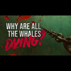 Why Are All the Whales Dying?