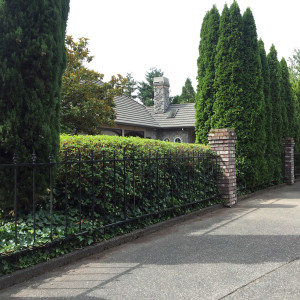 Episode 28 | Fencing, Hedges and Privacy Screens