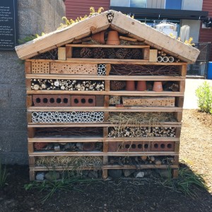 Episode 42 | Backyard Insect Hotels