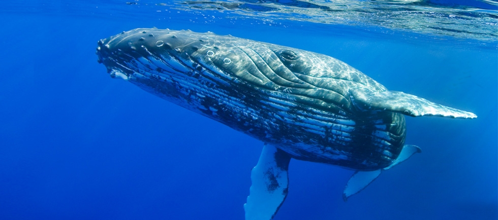 Pacific Whale Foundation's events coming up