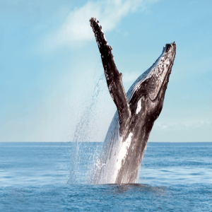 Pacific Whale Foundation Update on Virtual Whale Events