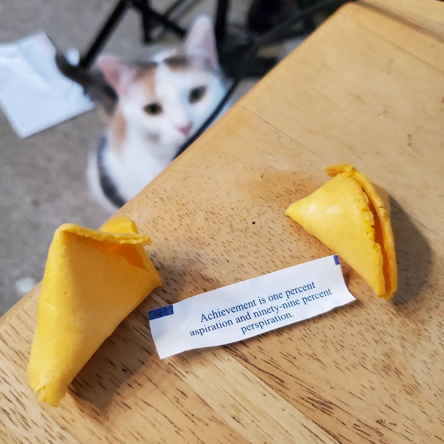 Bubbles’ Mischievous Fortune: A Cat’s Tale S1E7 #5amMesterScrum #chatgpt