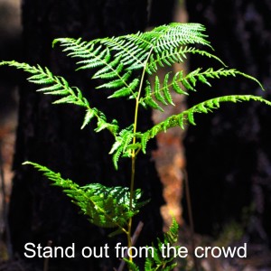 Stand out from the crowd