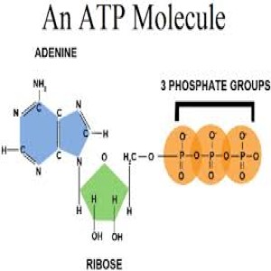 Ep 5 - ATP and our 3 power stations within