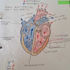 Herz - Anatomie und Blutfluss