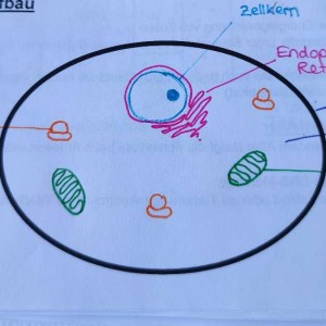 Zelle und Blut