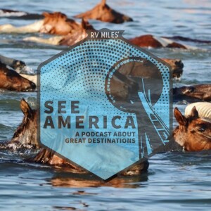 Chincoteague Pony Swim