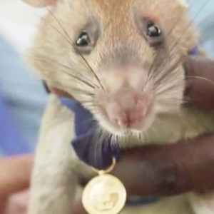 Magawa, The Hero Rat