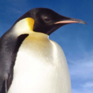 Antartica Flights of Fancy
