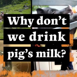 Why Don't We Drink Pig's Milk?