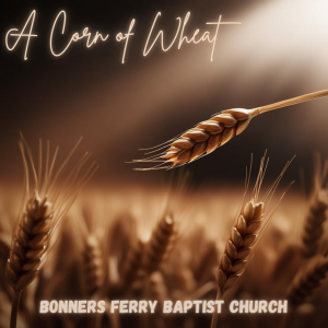 Sunday Morning - A Corn of Wheat