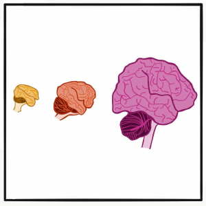 Episode 4: Human Brain Evolution