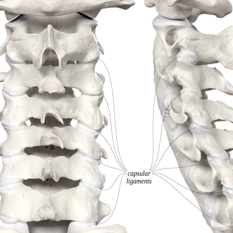 104: The Many (Cervical) Facets of Neck Pain (with Til Luchau & Whitney Lowe)