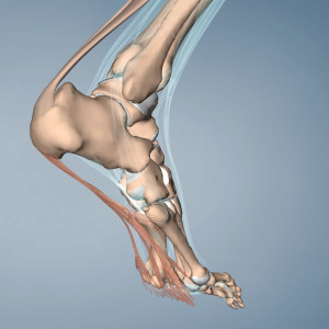 24: Plantar Foot Pain Crash Course