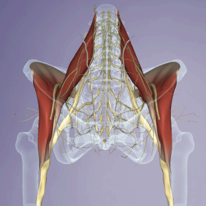 25: Psoas Work: Is it Safe? Is it Necessary?