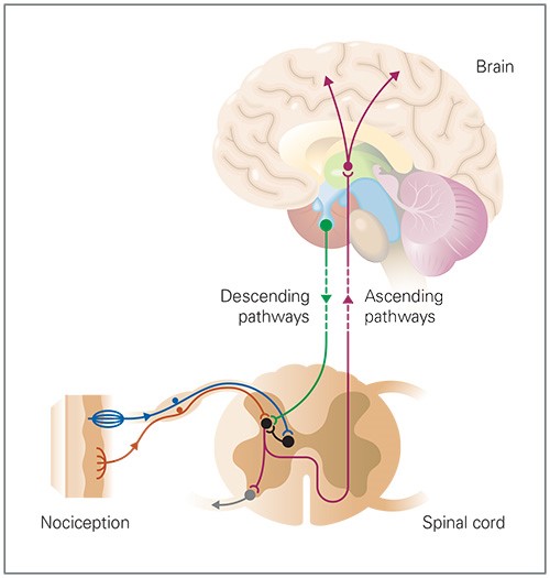 09: Descending Modulation in Manual Therapy