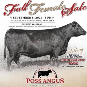 Poss Angus Fall Female Sale