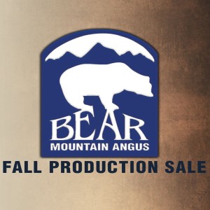 Brian Stoller, Bear Mountain Angus Fall Production Sale November 23, 2019