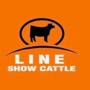 Line Show Cattle with AJ Line