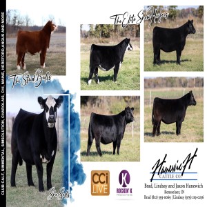 Hanewich Cattle Company Complete Dispersal Sale