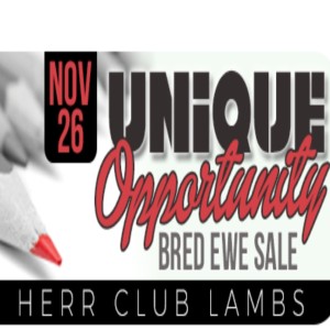 Unique Opportunity Bred Ewe Sale, November 26, Herr Club Lambs