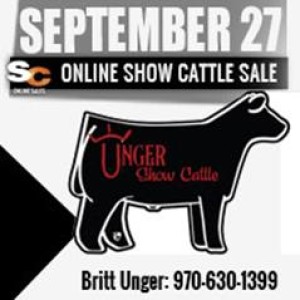 Unger Show Cattle