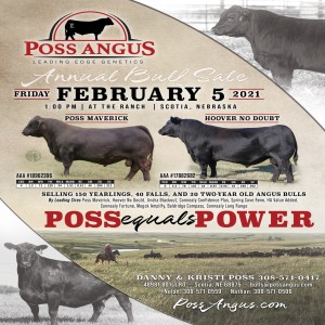 Poss Angus Sale with Danny Poss