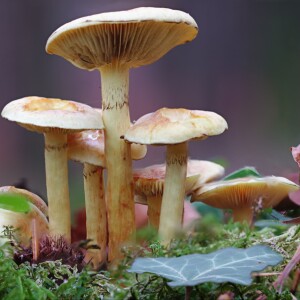 La mycothérapie:  l importance de la provenance des champignons