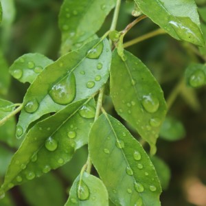 Les oligo-éléments végétaux bio: Plus efficaces et meilleurs pour l’environnement ?