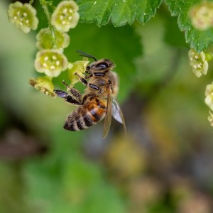 Le pollen: pourquoi il ne faut plus s'en passer.