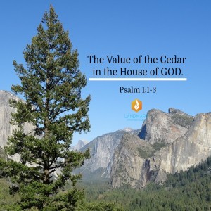 The Value of the Cedar in the House of GOD.
