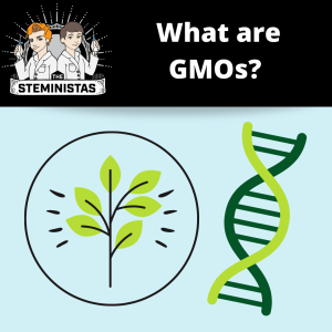 What are GMOs?