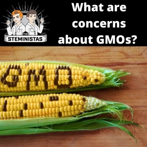 What are concerns about GMOs?