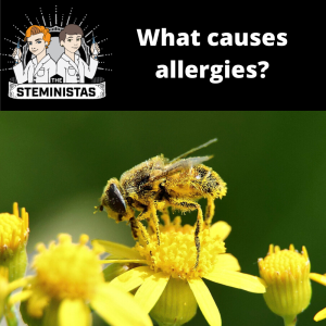 What Causes Allergies?