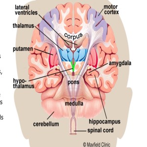 Transfiguration of the Mind