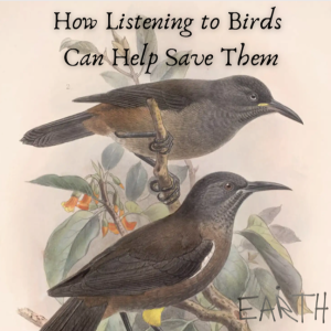 How Listening to Birds Can Help Save Them
