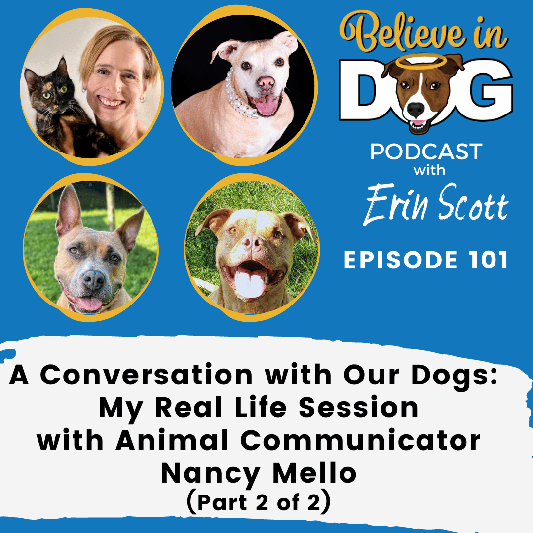 Our Real Life Session with Animal Communicator Nancy Mello: A Conversation with My Dogs (Part 2 of 2)