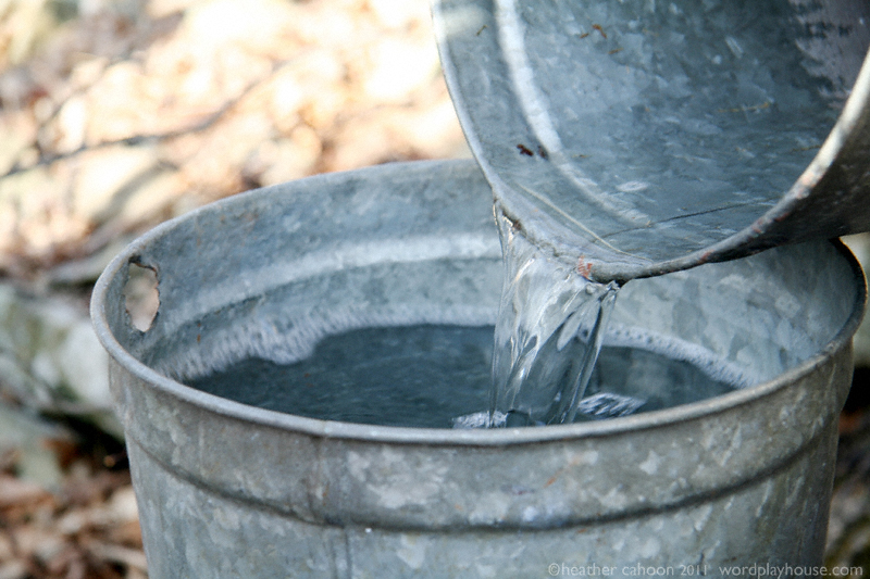 2019 Backyard Maple Sugaring Report Catskill Forest Association
