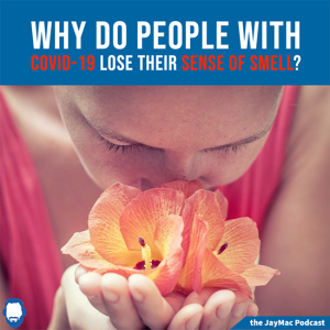 Why do people with Covid-19 lose their sense of smell?