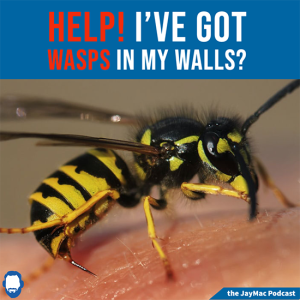 Help! I've got wasps in my walls!