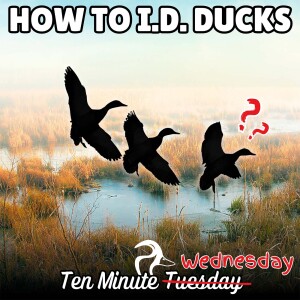 Can You ID Ducks in the Air?